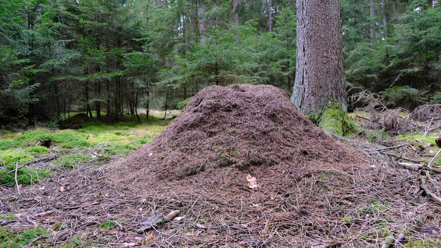 Waldameisen im Naturpark Hirschwald mitforschen!